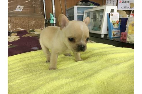 成約済の愛知県のフレンチブルドッグ-21194の1枚目